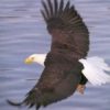 eagle2-266x300