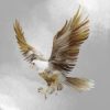 eagle-flying-raptor
