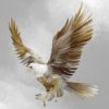 eagle-flying-raptor2